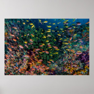 Schools of Fish Swim in Reef Poster