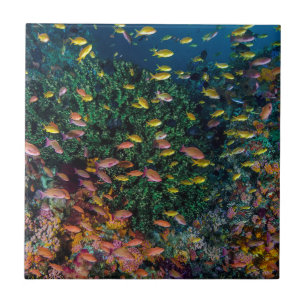 Schools of Fish Swim in Reef Tile