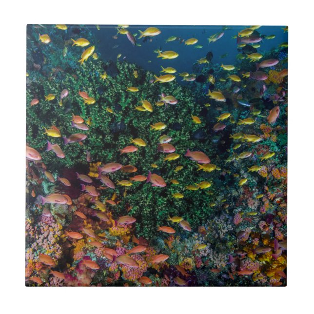Schools of Fish Swim in Reef Tile (Front)