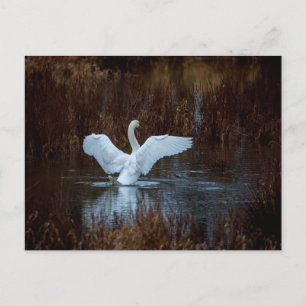 Schwan beim morgendlichen Bad Postcard