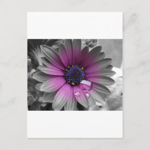Schwarz weiß und Farbe sehr schöne Pflanze Postcard