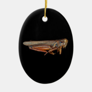 Science - Entomology - The specimin Ceramic Ornament