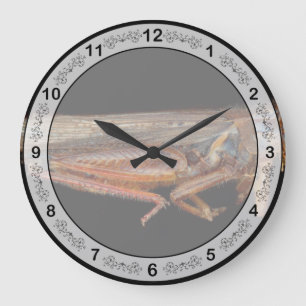 Science - Entomology - The specimin Large Clock