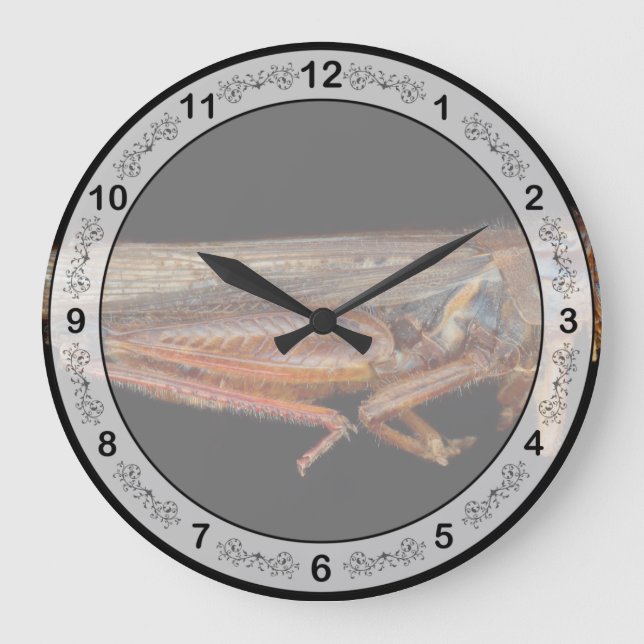 Science - Entomology - The specimin Large Clock (Front)