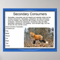Science,Food chain, secondary Consumers