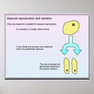 Science, Life Science Asexual reproduction Poster