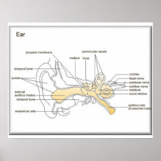 Science Diagram Posters, Science Diagram Prints