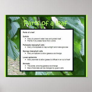 Science, Plants, Parts of a leaf Poster