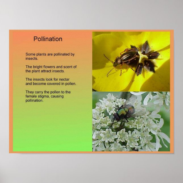 Science, PLants, Reproduction, Pollination Poster (Front)