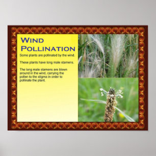 Science, Plants, Reproduction, Wind Pollination Poster