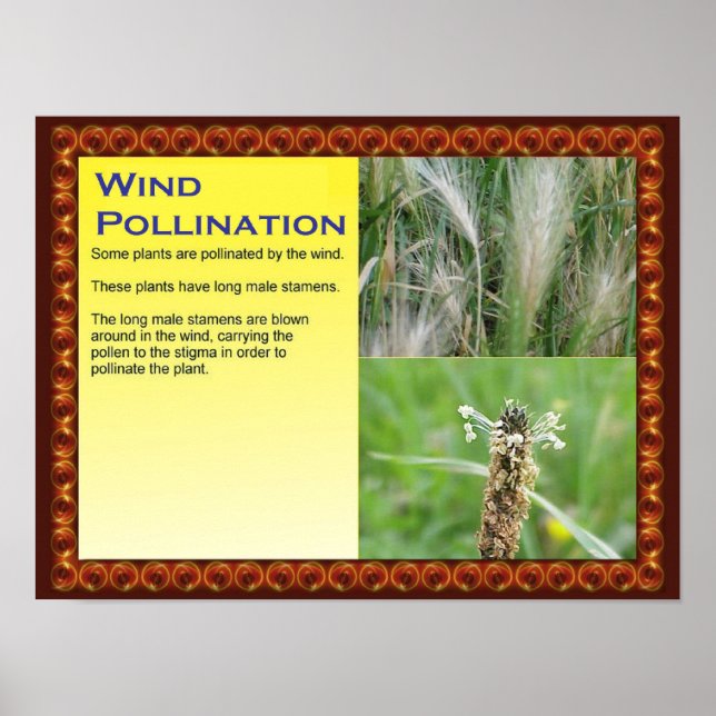 Science, Plants, Reproduction, Wind Pollination Poster (Front)