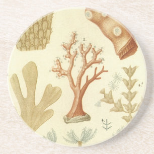 Science Textbook Biology, Vintage Coral Animals Coaster
