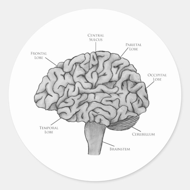 Scientific Brain Classic Round Sticker (Front)