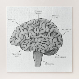 Scientific Brain Jigsaw Puzzle
