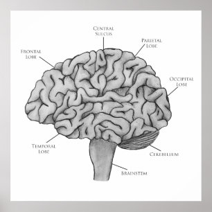 Scientific Brain Poster