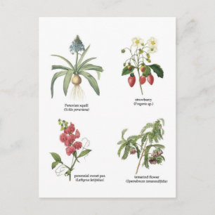 Scientific plant names postcard