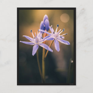 Scille Postcard