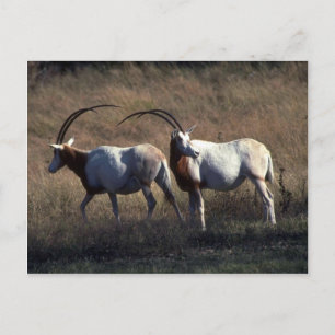Scimitar-Horned Oryx Postcard