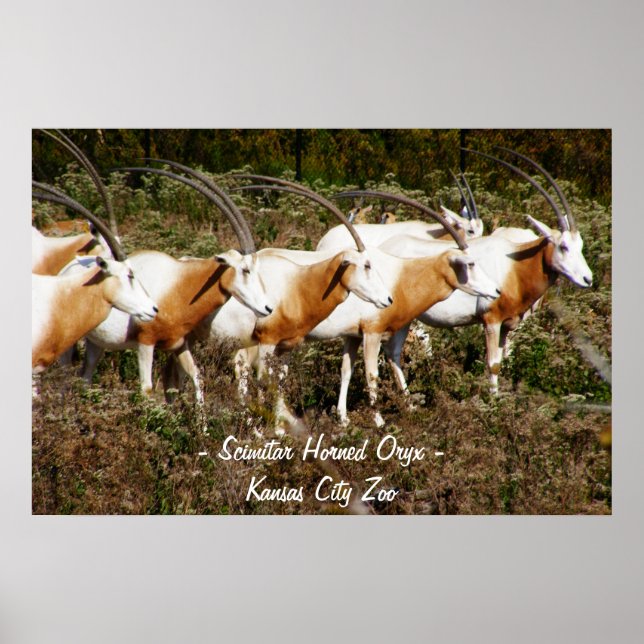 Scimitar Horned Oryx Poster Print (Front)