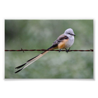 Scissor-tailed Flycatcher perched on barbed wire Photo Print