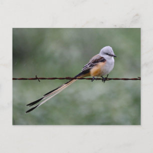 Scissor-tailed Flycatcher perched on barbed wire Postcard