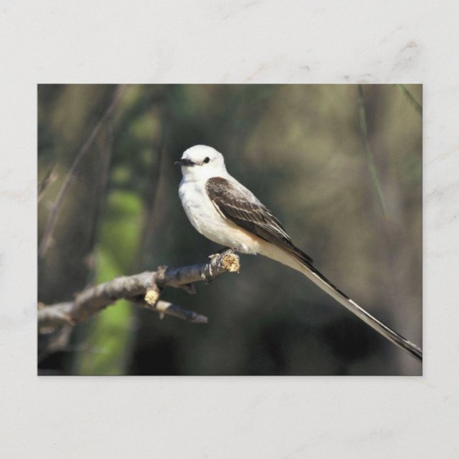 Scissor-tailed Flycatcher Postcard (Front)