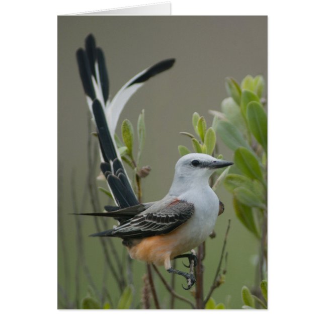 Scissor-tailed Flycatcher (Tyrannus forficatus) (Front)