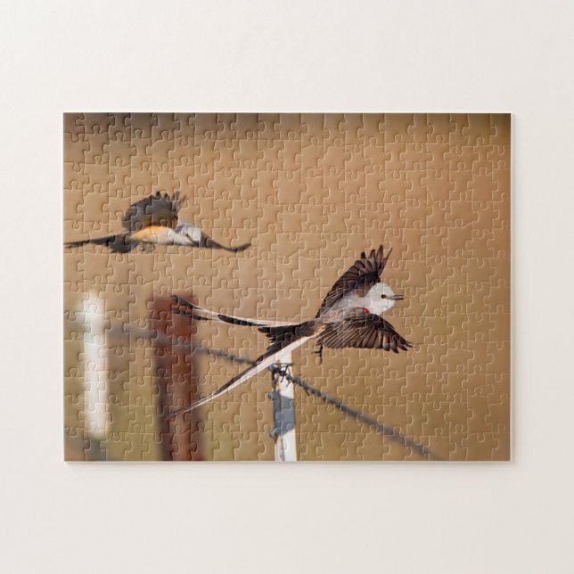 Scissor-Tailed Flycatchers (Tyrannus Forficatus) Jigsaw Puzzle (Horizontal)