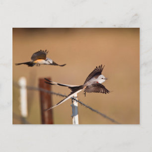 Scissor-Tailed Flycatchers (Tyrannus Forficatus) Postcard