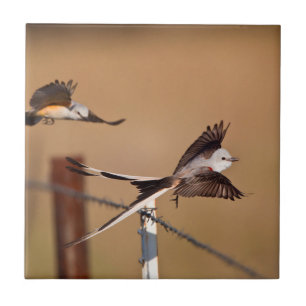 Scissor-Tailed Flycatchers (Tyrannus Forficatus) Tile
