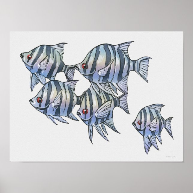 Scissortail Sergeant Poster (Front)