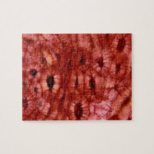 Sclerenchyma Cells from a Cherry Pit Jigsaw Puzzle