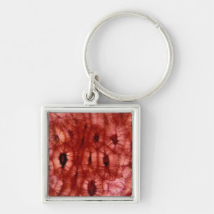 Sclerenchyma Cells from a Cherry Pit Key Ring