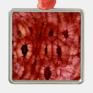 Sclerenchyma Cells from a Cherry Pit Metal Ornament