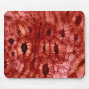 Sclerenchyma Cells from a Cherry Pit Mouse Pad