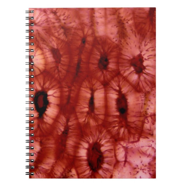 Sclerenchyma Cells from a Cherry Pit Notebook (Front)