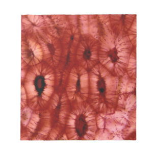 Sclerenchyma Cells from a Cherry Pit Notepad