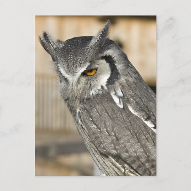 Scops Owl Portrait Postcard (Front)