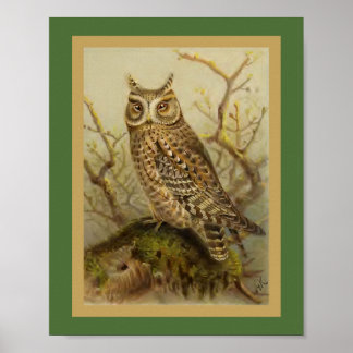 Scops Owl Vintage Bird Illustration Poster