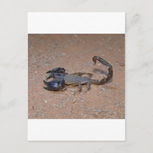 Scorpion Postcard