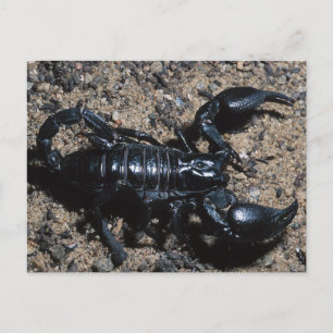 Scorpion Postcard