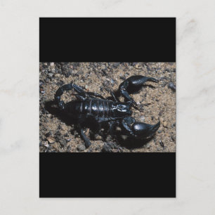 Scorpion Postcard