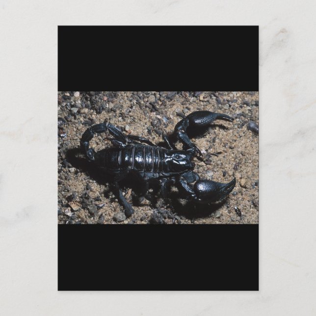 Scorpion Postcard (Front)