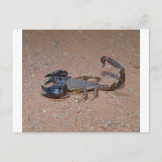 Scorpion Postcard