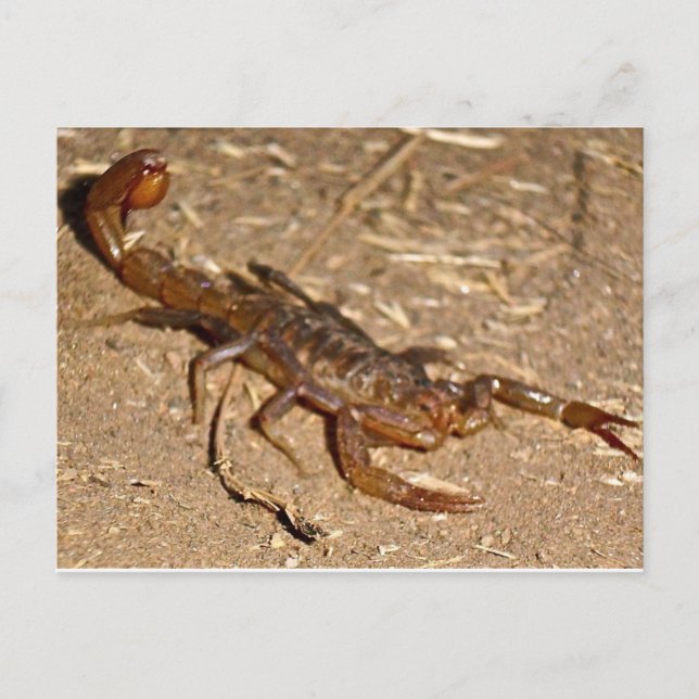Scorpion Postcard (Front)