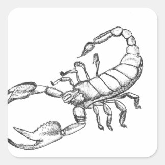 Scorpion Square Sticker
