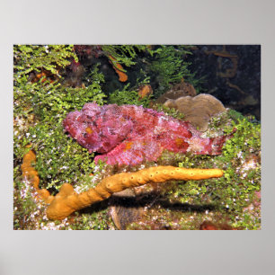 Scorpionfish Hiding Poster