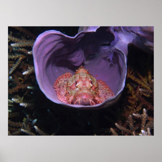 Scorpionfish in a Bowl Poster (Front)