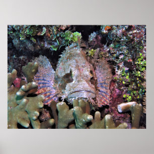 Scorpionfish in the Coral Poster