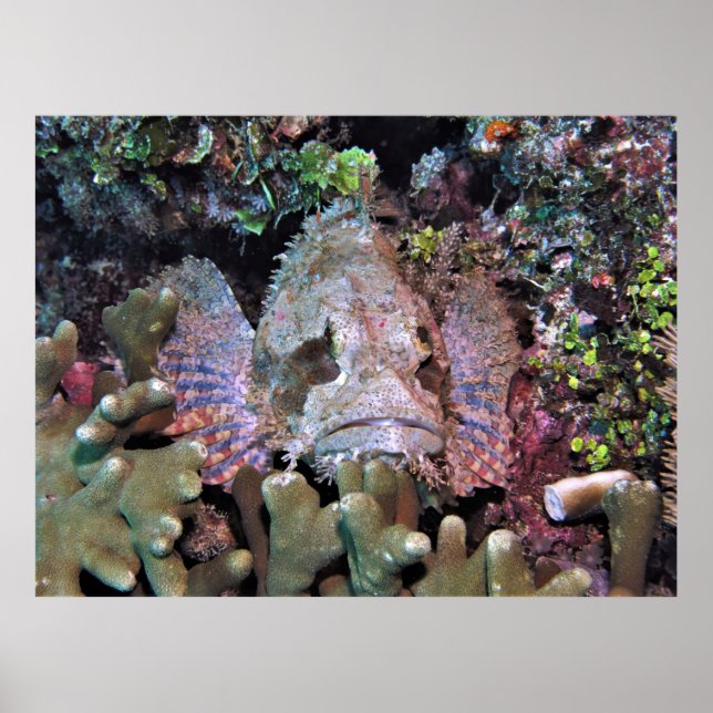 Scorpionfish in the Coral Poster (Front)